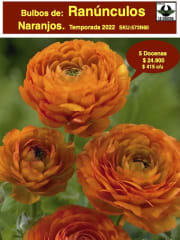 5 Docenas de Bulbos de Ranúnculos Color: Naranjo. Size: 5/6 0