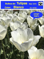 5 Docenas de Bulbos Tulipas Color: Blanco Invierno. Calibre 12-14 0
