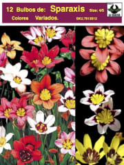 1 Docena Bulbos Sparaxis. Colores Variados Size: 4/5 0