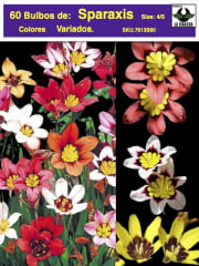5 Docenas Bulbos Sparaxis. Colores Variados Size: 4/5 0
