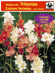 5 Docenas de Bulbos Tritonia Colores variados Size 5/6 0