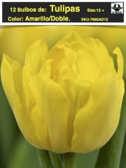 1 Docena de Bulbos Tulipas Color: Amarillo Doble . Calibre 12-14 0