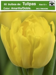 60 de Bulbos Tulipas. Color: Amarillo Doble. Size: 12+ 0