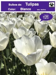1 Docena de Bulbos Tulipas Color: Blanco Invierno . Calibre 12-14 0