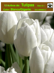 1 Docena de Bulbos Tulipas  Color: Blanco Gigante Calibre 12-14 0