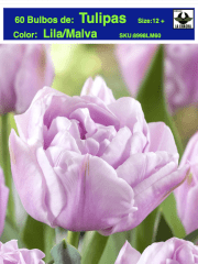 5 Docenas de Bulbos Tulipas Color: Lila/Malva . Calibre 12+ 0