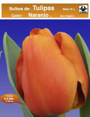 1 Docena de Bulbos Tulipas Color: Naranjo. Calibre 12-14 0
