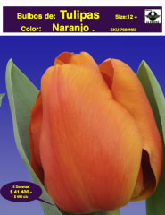 5 Docenas de Bulbos Tulipas Color: Naranjo. Calibre 12 + 0