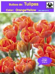1 Docena de Bulbos Tulipas Color: Orange Yellow. Calibre 12 + 0