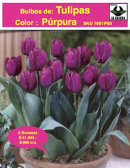 5 Docenas  de Bulbos Tulipas Color: Púrpura. Calibre 12-14 0