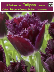1 Docena de Bulbos Tulipas Color: Púrpura. Crespo Doble. Calibre 12-14 0