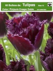 .5 Docenas de Bulbos Tulipas Color: Púrpura Doble Crespo . Calibre 12+ 0