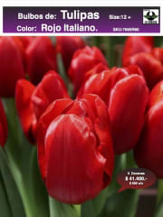 5 Docenas de Bulbos Tulipas Color: Rojo Italiano. Calibre 12-14 0