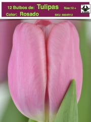 12 Bulbos Tulipas. Color: Rosado. Size: 12+ 0