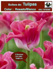 5 Docenas de Bulbos Tulipas Color: Rosado/Blanco. Calibre 12+ 0