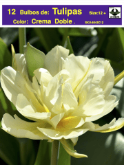 1 Docena de Bulbos Tulipas  Color: Crema Doble Calibre 12 + 0
