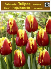 1 Docena de Bulbos Tulipas Color: Rojo/Amarillo . Calibre 12+ 0