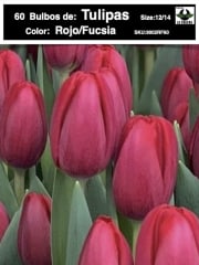 5 Docenas de Bulbos Tulipas Color: Rojo/Fucsia. Calibre 12-14 0