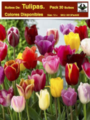 Pack 30 Bulbos Tulipas  Size:12/14 0