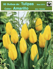 5 Docenas de Bulbos Tulipas Color: Amarillo . Calibre 12-14 0