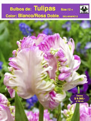 1 Docena Bulbos Tulipas Color: Blanco/Rosa Doble  . Calibre 12 + 0