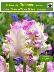 Pack 60 Bulbos Tulipas.Color: Blanco/Rosa Doble  . Calibre 12 + 0