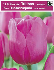12 Bulbos Tulipas Color: Rosa/Púrpura . Calibre 12-14 0