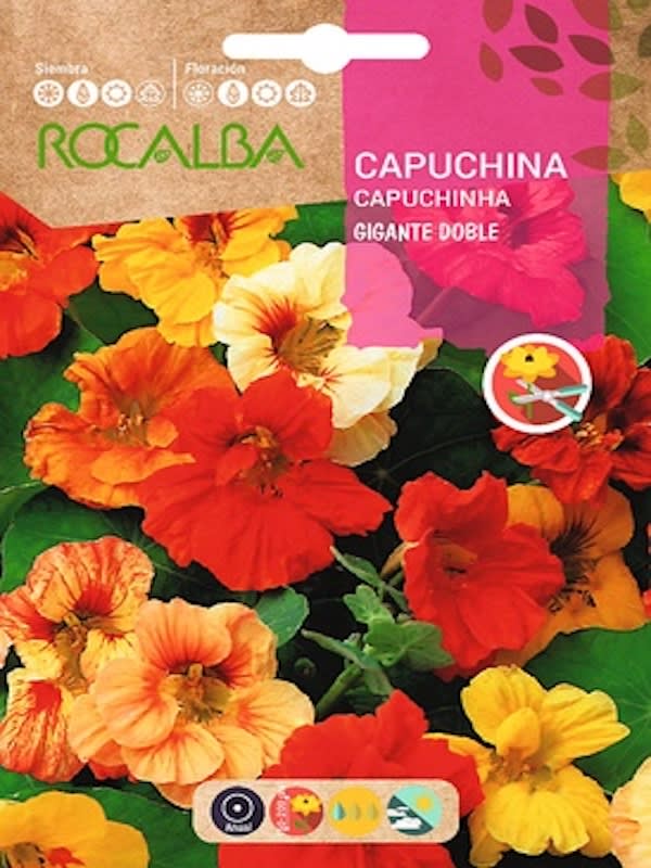 CAPUCHINA GIGANTE DOBLE  VARIADA1