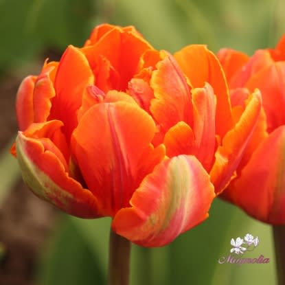 1 Docena de Bulbos Tulipas Color: Orange Yellow. Calibre 12 +2