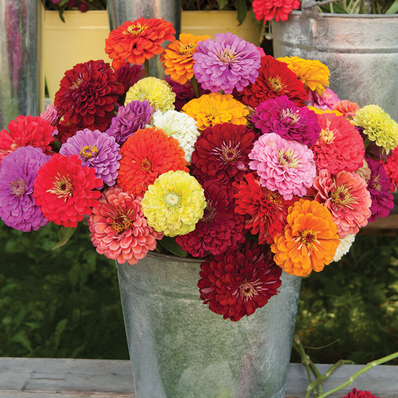 ZINNIA Gigante Bicolor, Variada3