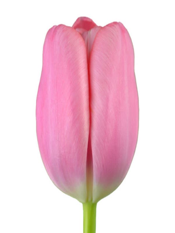 12 Bulbos Tulipas. Color: Rosado. Size: 12+3