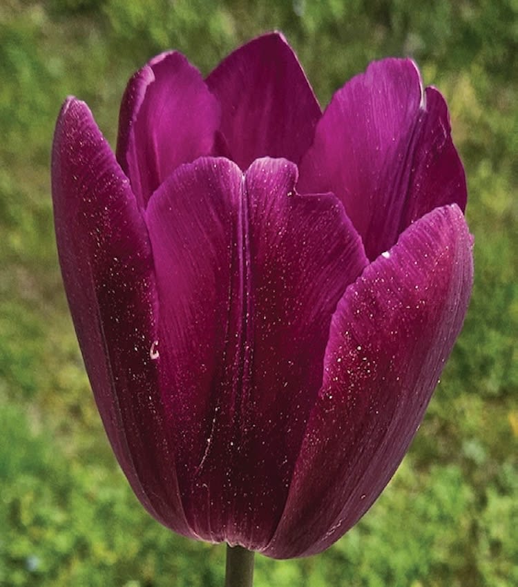 1 Docena de Bulbos Tulipas Color: Púrpura. Calibre 12-142