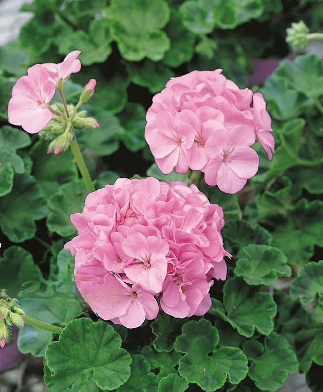 GERANIO Color: Quicksilver2