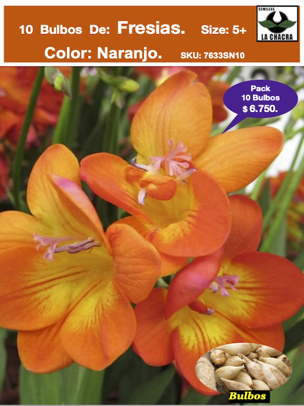 Bulbos Fresias Naranjas. Pack 10 Unidades SIZE: 5+1