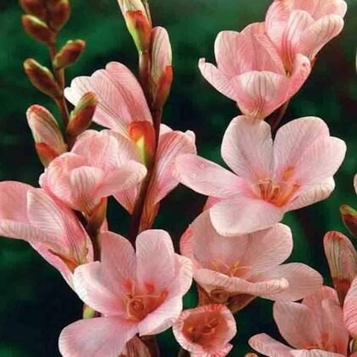 1 Docena de Bulbos Tritonia Colores variados Size 5/63