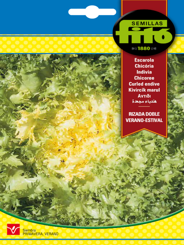 ACHICORIA RIZADA DOBLE DE VERANO ESTIVAL1