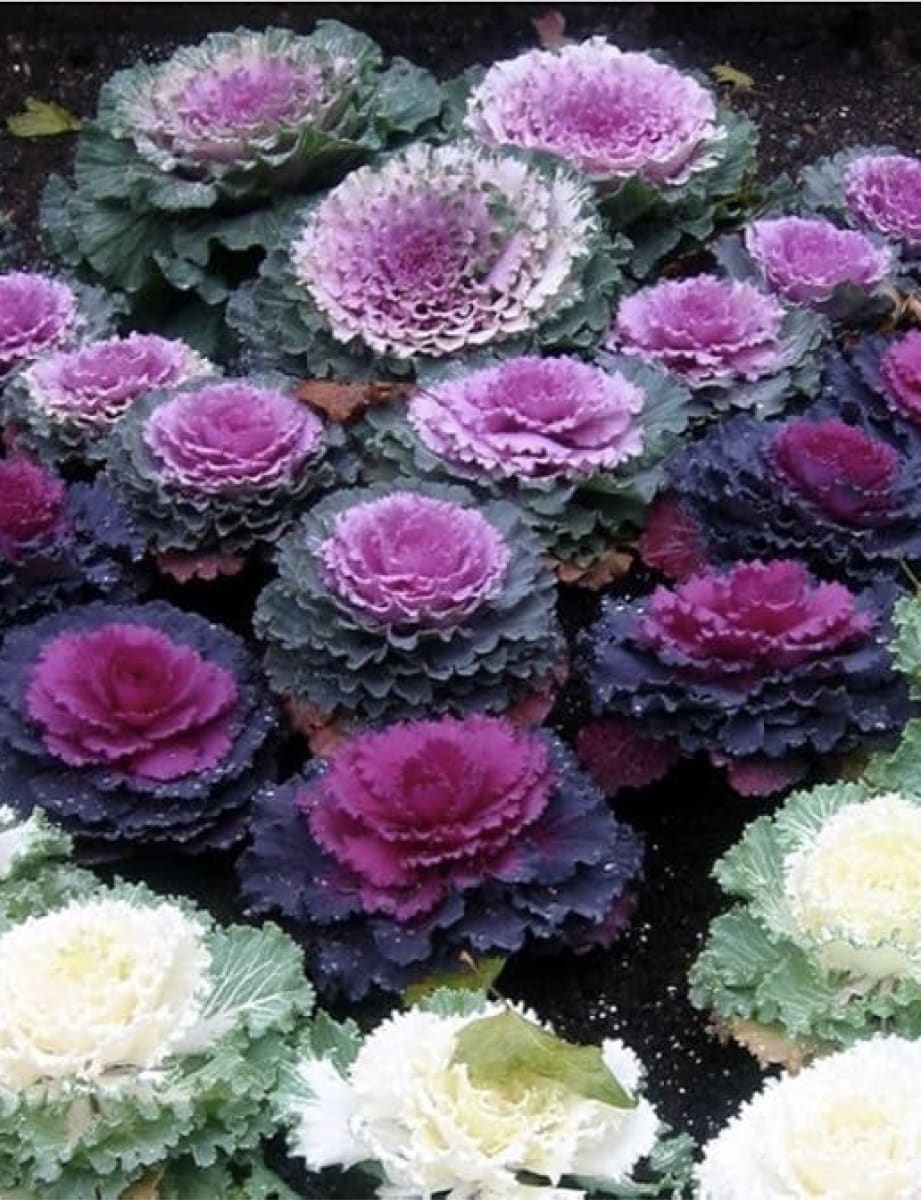 Col Ornamental, Semillas2