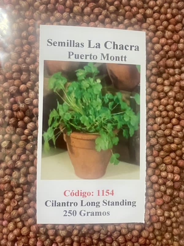 Cilantro California Long- Standing 250 Gramos1