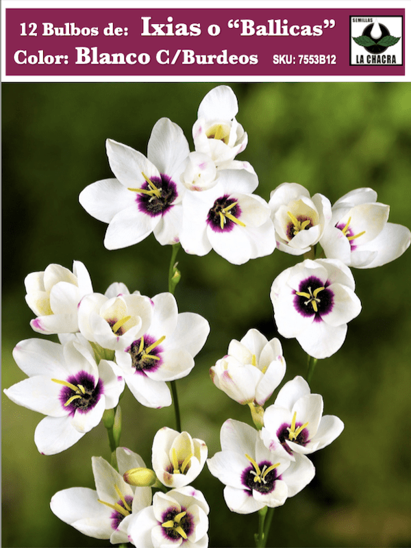 12 Bulbos de IXIAS O 