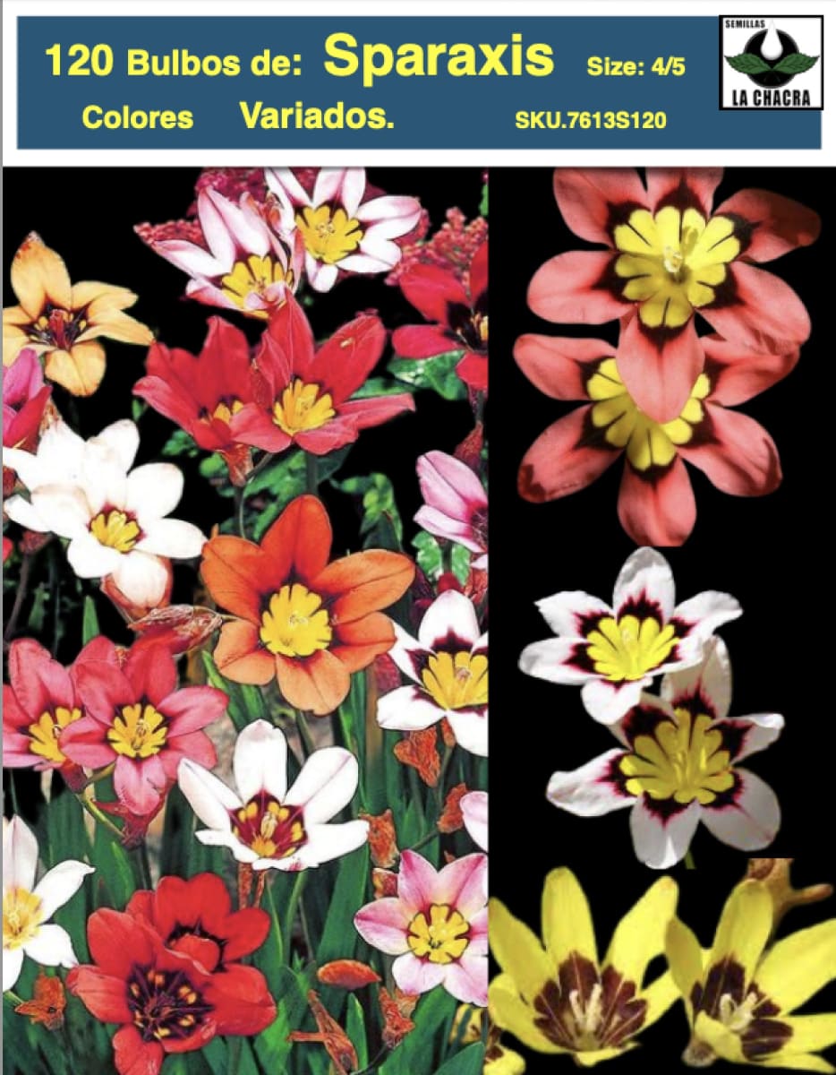 10 Docenas Bulbos Sparaxis. Colores Variados Size: 4/51