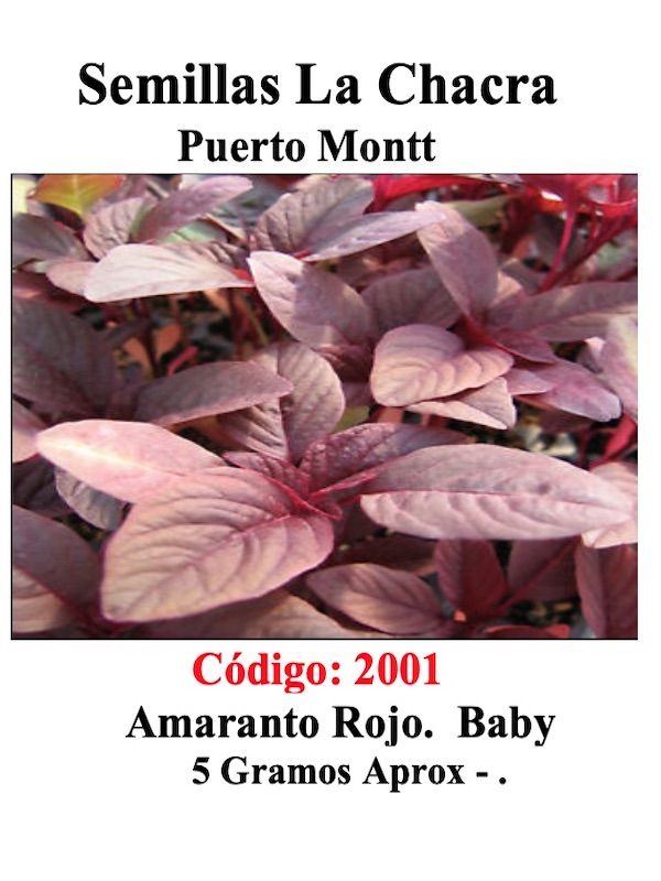 Amaranto Rojo Baby1