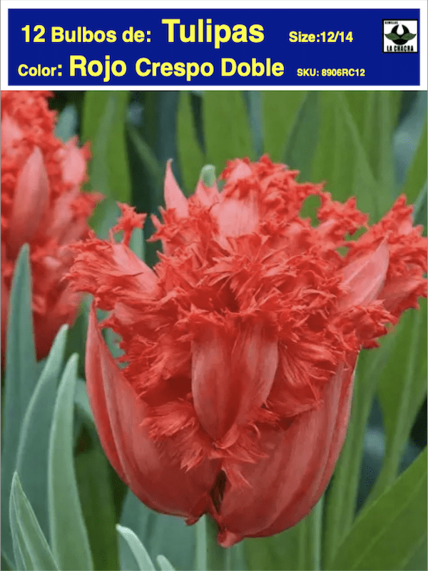 12 Bulbos Tulipas. Color: Rojo Crespo Doble. Size: 12+1