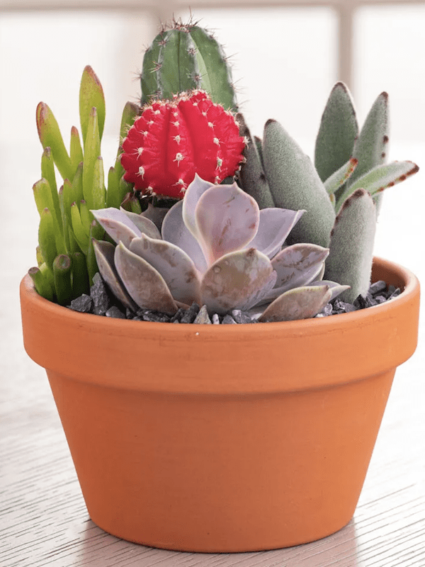 Sustrato para Cactus y Suculentas.  Bolsa 6 Litros2