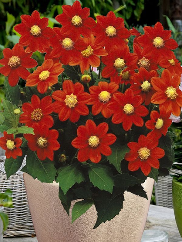 Champas Bulbos de Dalias Top Mix Enana Color: Rojo3