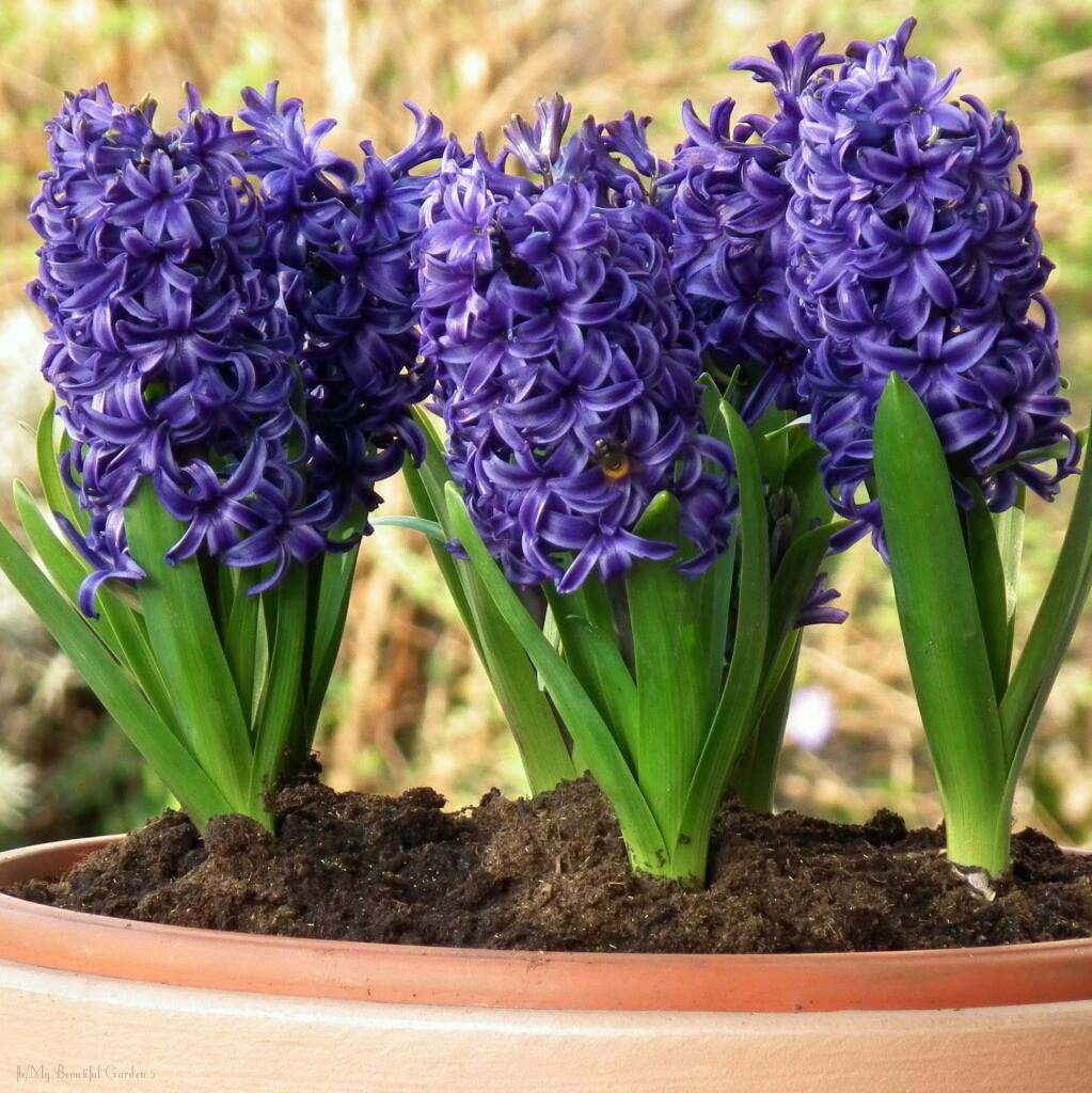 Jacinto. Azul Calibre 13-155