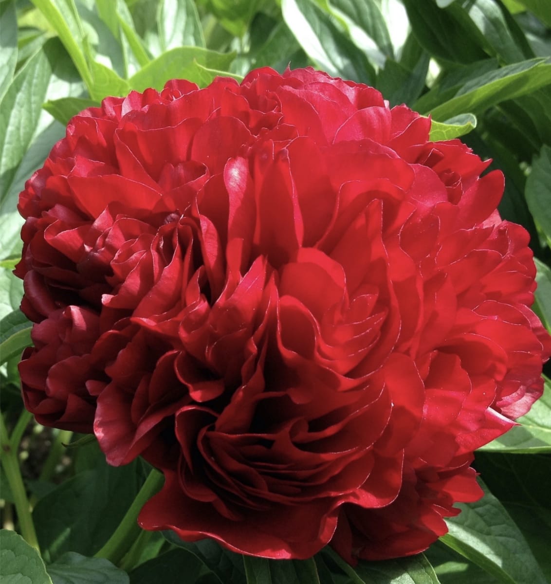 Pack 4 Rizomas de Peonías2