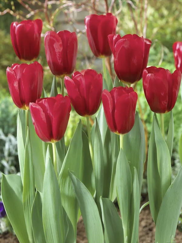 12 Bulbos Tulipas Color: Rojo/Fucsia . Calibre 12 +2