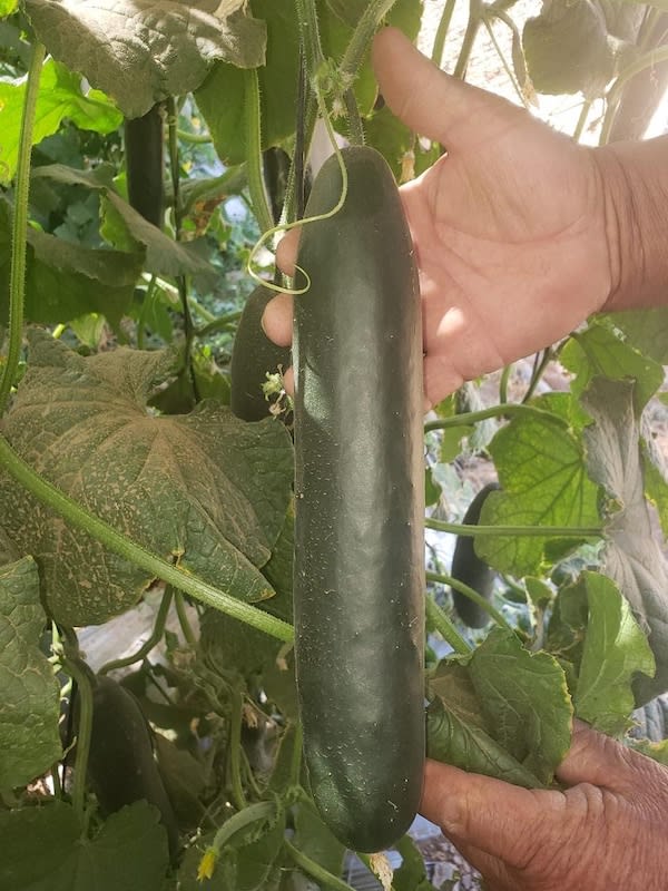 Pepino  Partenocárpico  Pantera F-12