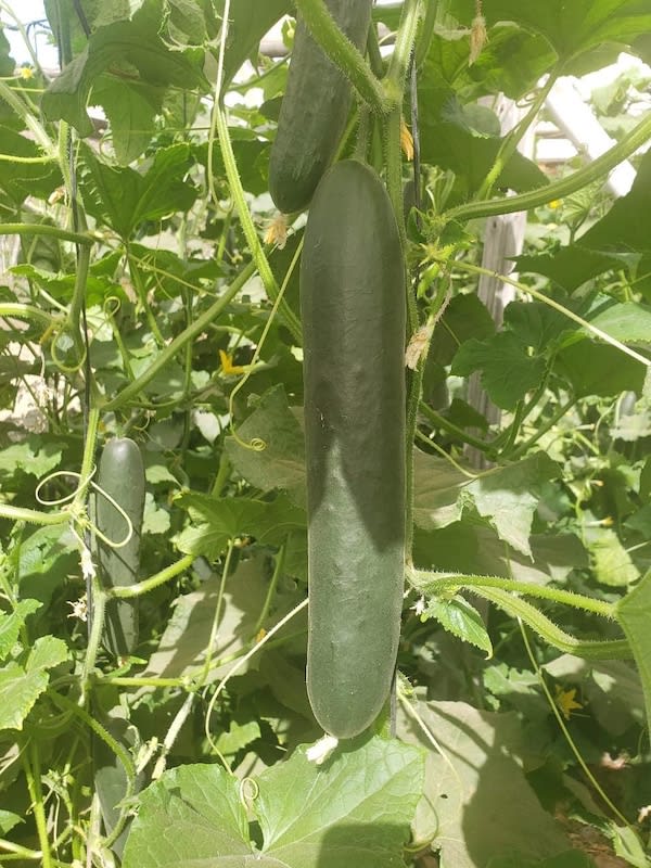 Pepino  Partenocárpico  Pantera F-13