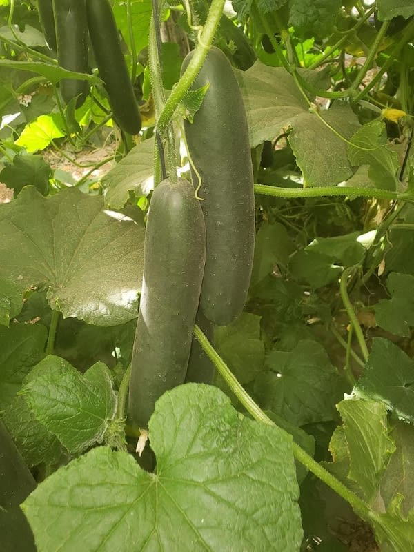 Pepino  Partenocárpico  Pantera F-14